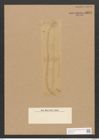 Nitzschia weissflogii var. sparsa Grun. (de-Toni-Nr.: Genus 47, Species 2061) Zeichnungen Sammlung Grunow Nr. 4074 (NHMW-BOT-W0371915)